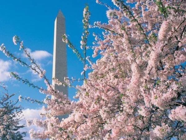Half Day Washington Monuments Tour