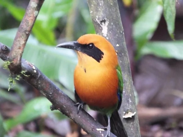 Mindo Cloud Forest Full Day Tour
