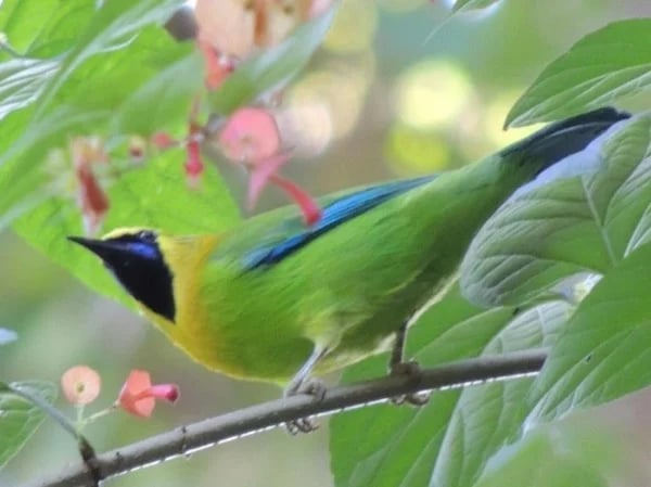 One Day Doi Inthanon Bird Watching Tour