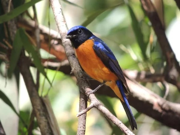 One Day Bird Watching In Doi Suthep National Park