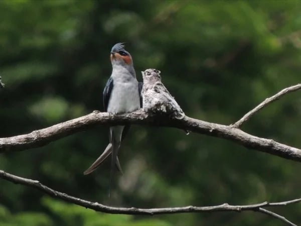 2days-1 night Doi Inthanon Bird Watching Tour