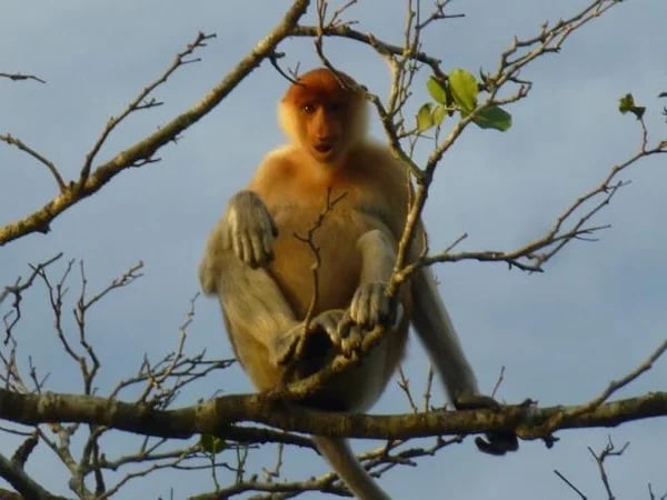 Bandar Sunset 3hr Tour - Water Village, Food and Proboscis Monkeys River Cruise