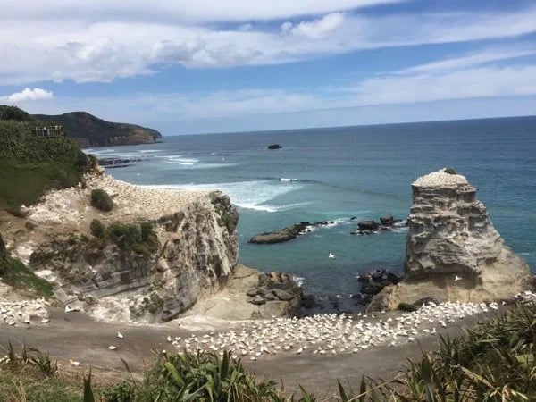 Wild West Coast - Half Day Private Tour from Auckland