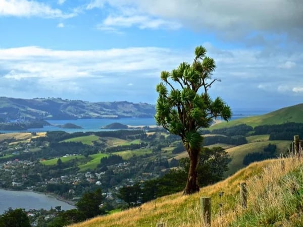 Dunedin Private Tour - Full Day Customizable Tour - 6 hours