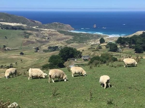 Otago Peninsula & Dunedin Half-day Tour