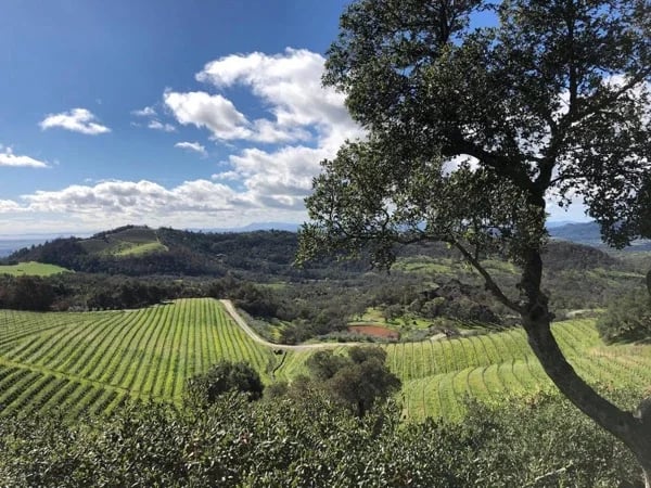 To Wine or Not To Wine . . .