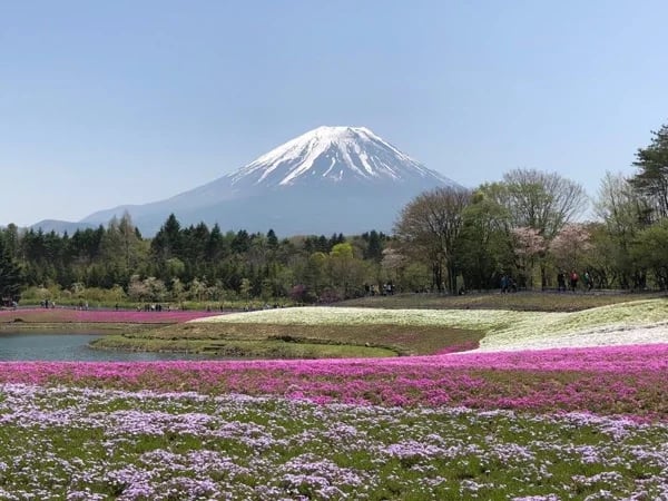 Mt. Fuji Private Half Day Tour