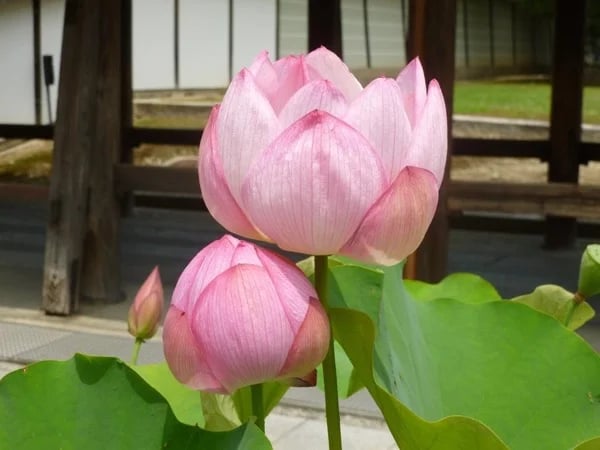 Serene Zen -- Festive Shinto Private Tour