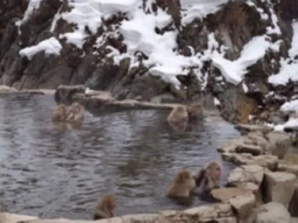 Wild Snow Monkey Park in Nagano - 7hr Private Tour
