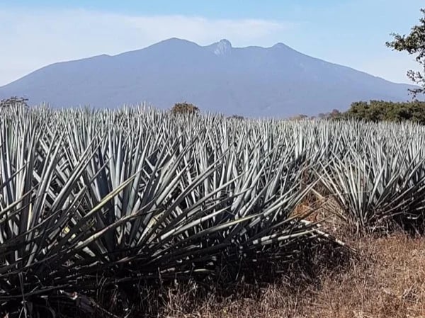 Agave Fields and Tequila Full Day Tour