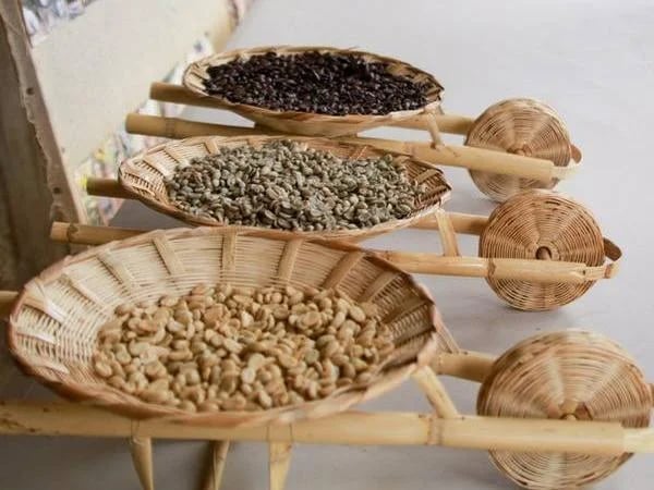 Amazing Coffee Plantation Private Trip Experience