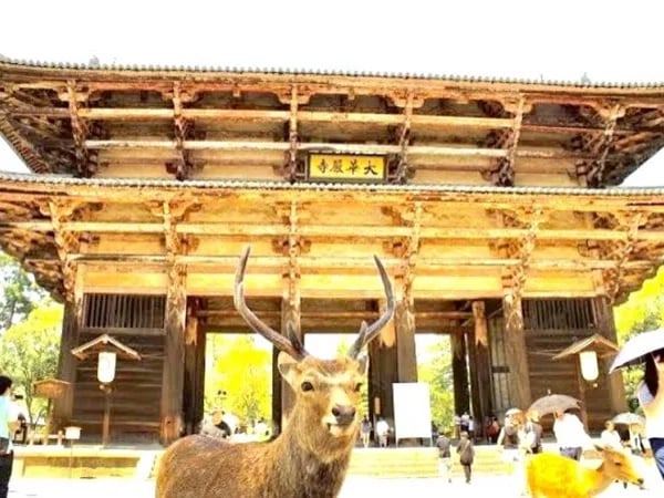 Full day Nara and Kyoto private guided tour