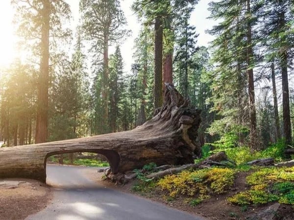Sequoia National Park Private 1 Day Tour