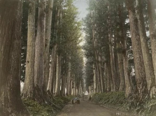 Nikko Kaido Historic Road & Suginamiki