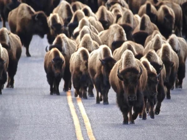 Yellowstone Year-Round Northern Range Tour