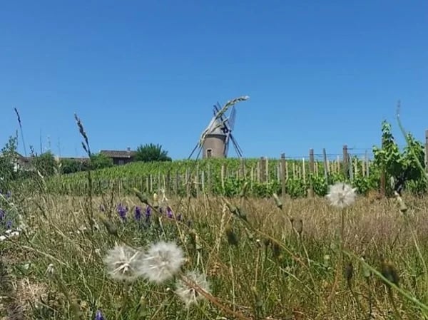 Discover the Beaujolais and its wines