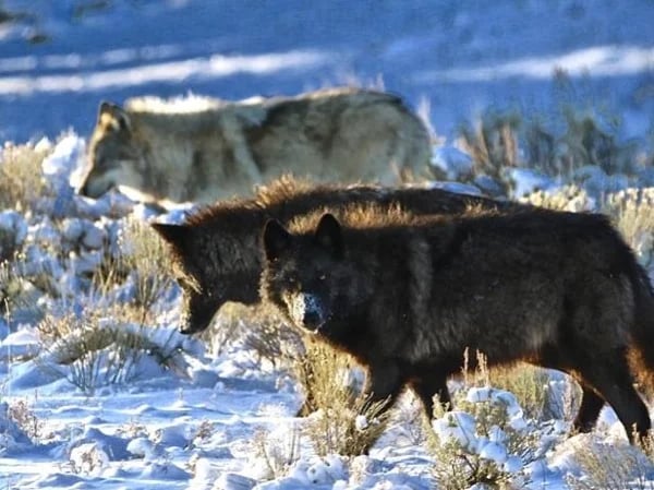Yellowstone Winter Wolf Watch