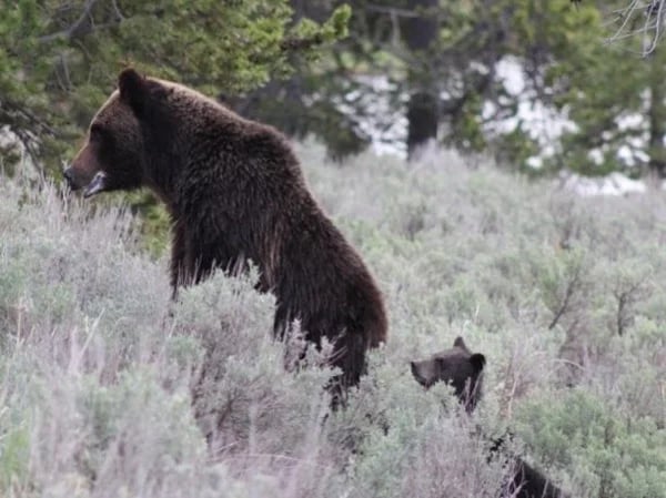 Two Day Yellowstone Tour (North Yellowstone departure)