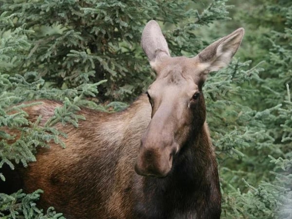 Anchorage City Fish Wildlife - Half Day Tour