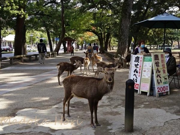 Discover highlights of beautiful ancient Nara, Private Walking Tour