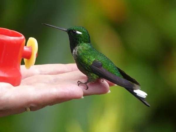 Mindo Cloud Forest Private Tour from Quito