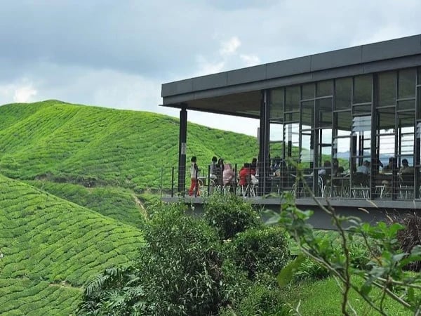 Cameron Highland Private Day Tour from Kuala Lumpur