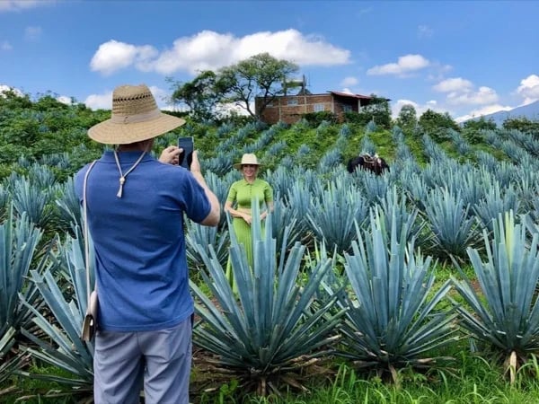 Full Day Private Tour of Guachimontones and Tequila