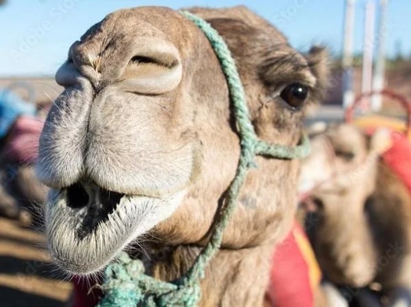 Marrakech Half Day Tour