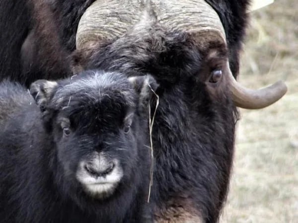 Musk Ox & Reindeer Experience