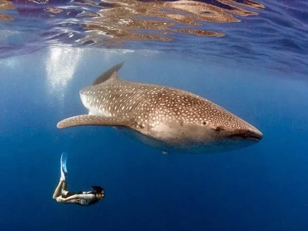 Private Whale Shark Encounter Full-Day Tour